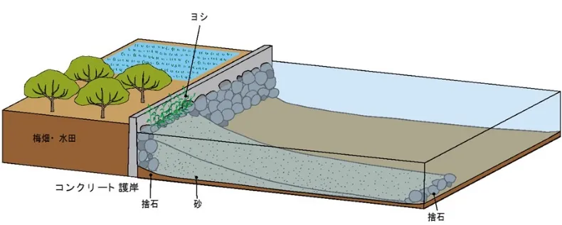 方湖における自然護岸再生モデル