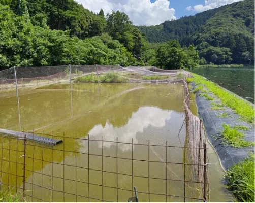 菅湖畔の育成田（休耕田）