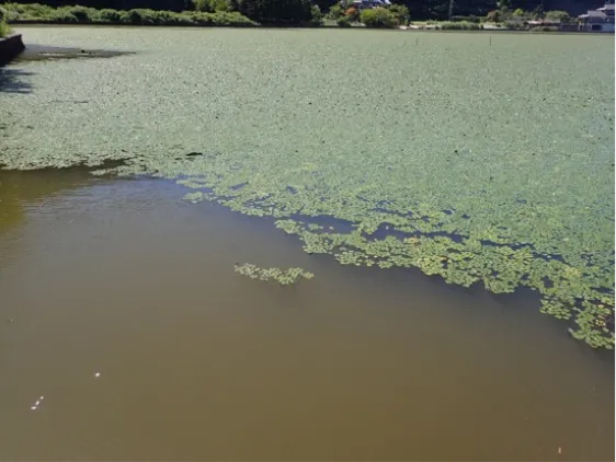 三方湖に繁茂するヒシ