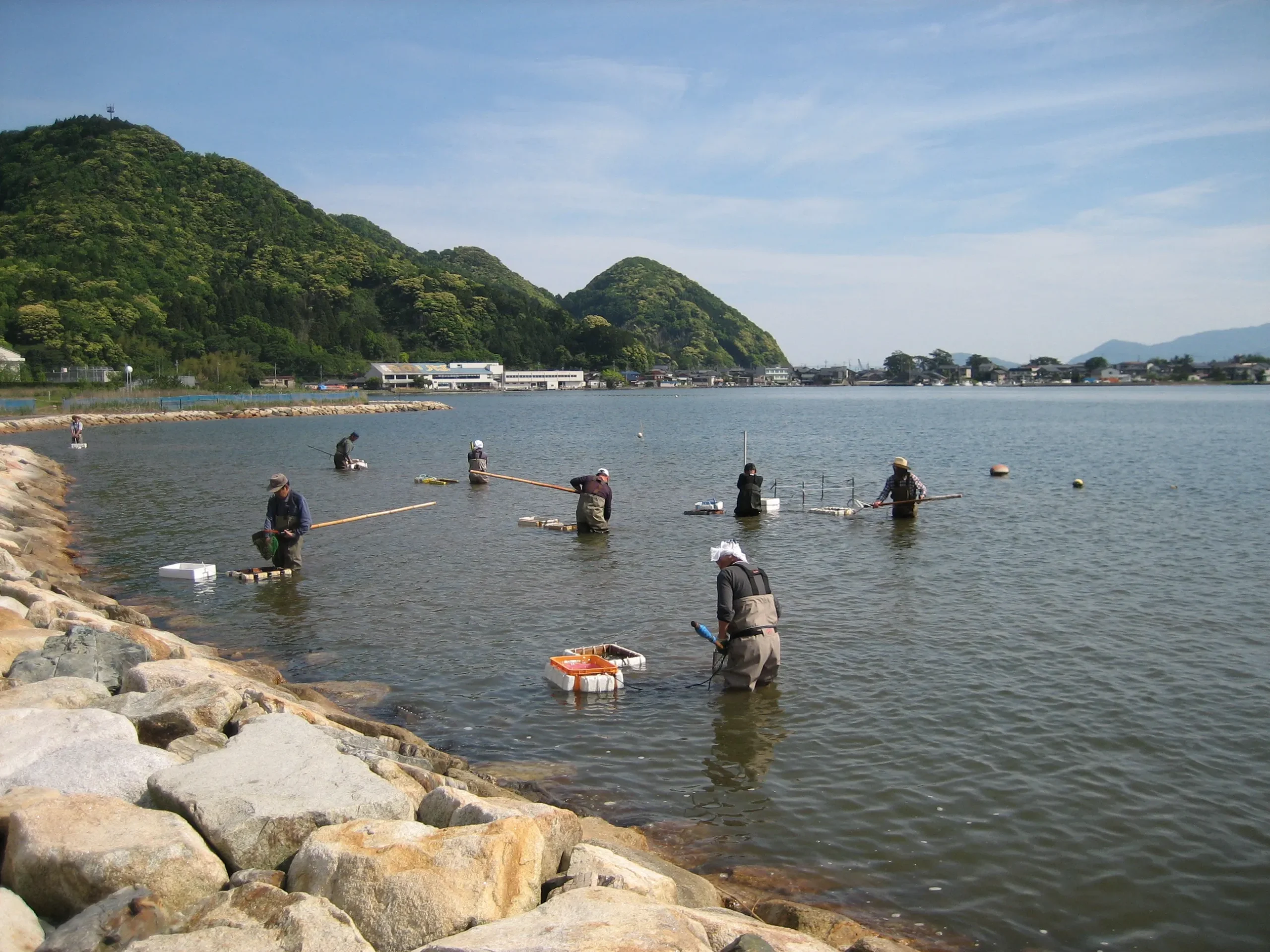 湖でのシジミの採集